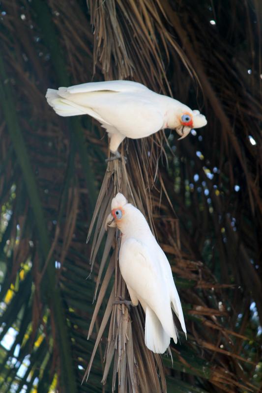 Long-billed Corella (Cacatua tenuirostris)