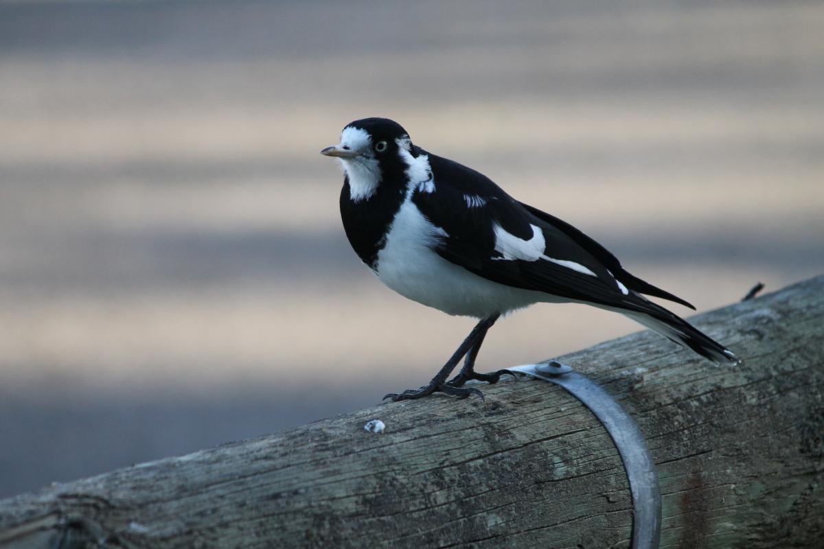 Magpie-lark (Grallina cyanoleuca)