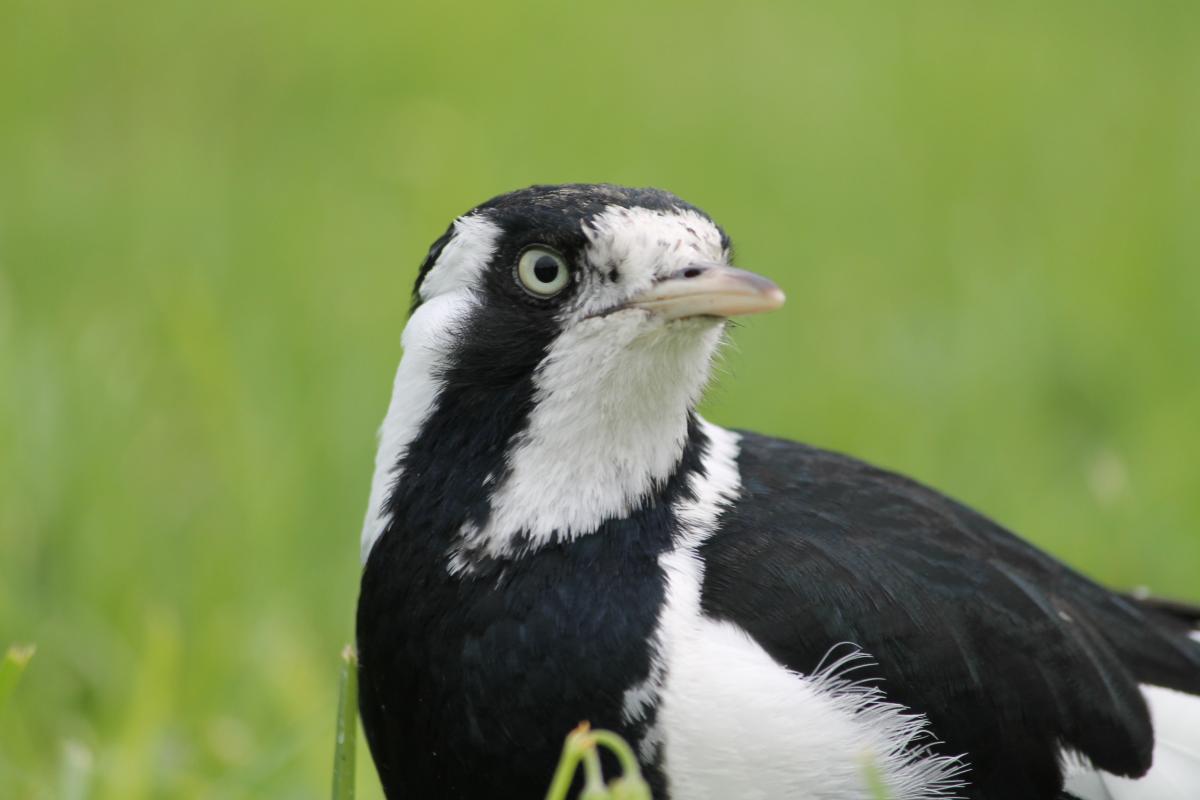 Magpie-lark (Grallina cyanoleuca)