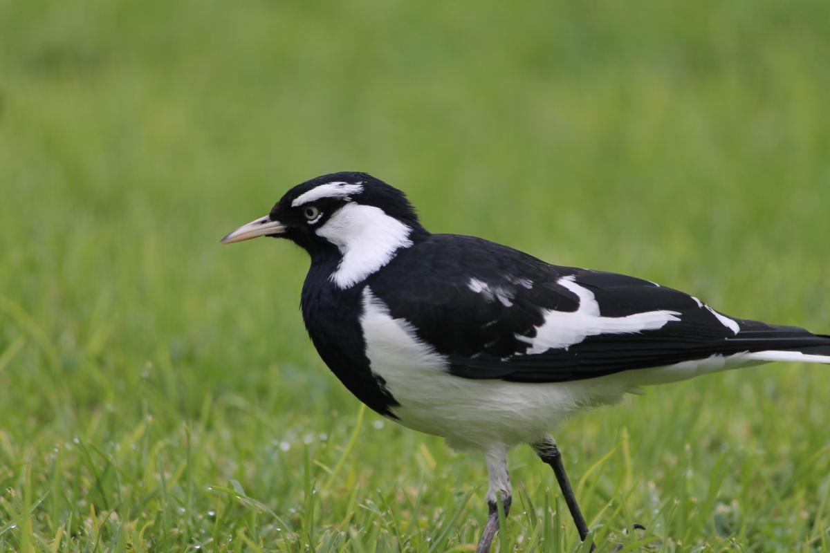 Magpie-lark (Grallina cyanoleuca)