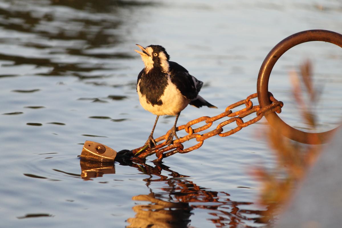 Magpie-lark (Grallina cyanoleuca)