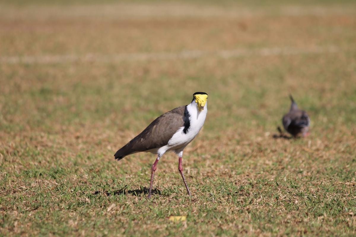 Masked Lapwing (Vanellus miles)