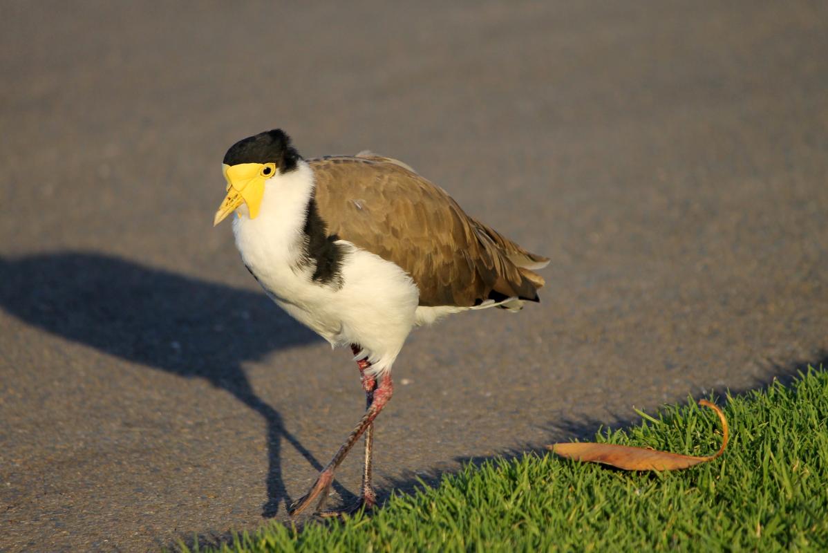 Masked Lapwing (Vanellus miles)