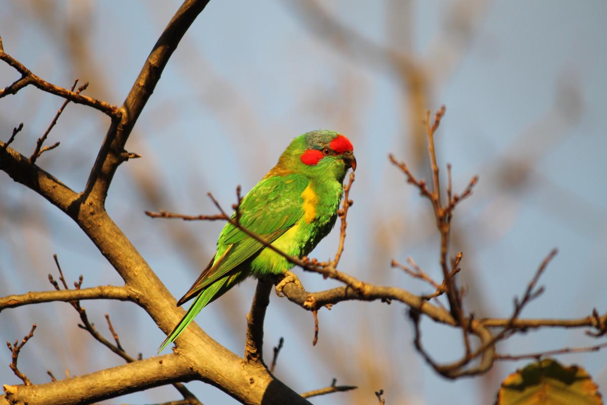 Musk Lorikeet (Glossopsitta concinna)