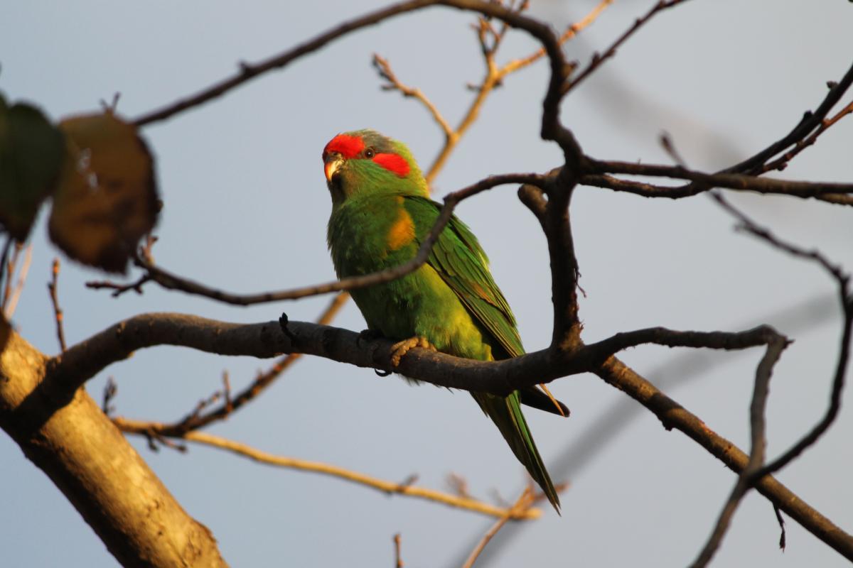 Musk Lorikeet (Glossopsitta concinna)