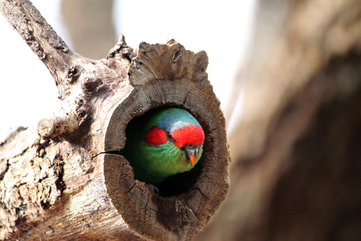 Musk Lorikeet (Glossopsitta concinna)