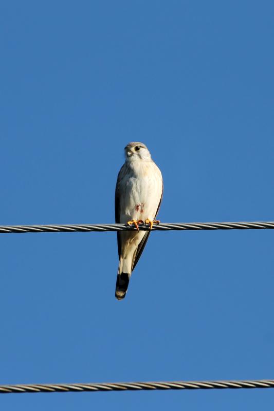 Nankeen Kestrel (Falco cenchroides)