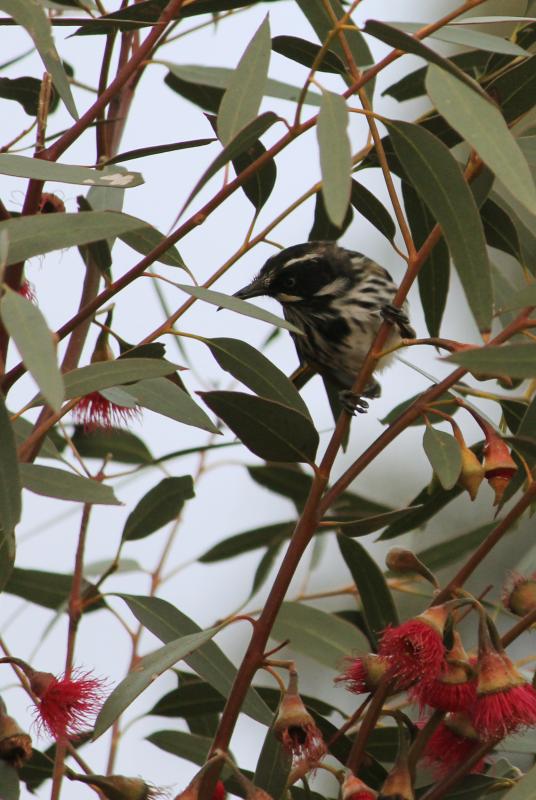 New Holland Honeyeater (Phylidonyris novaehollandiae)