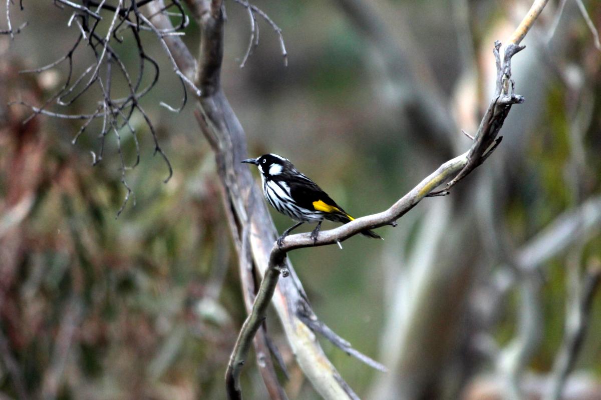 New Holland Honeyeater (Phylidonyris novaehollandiae)