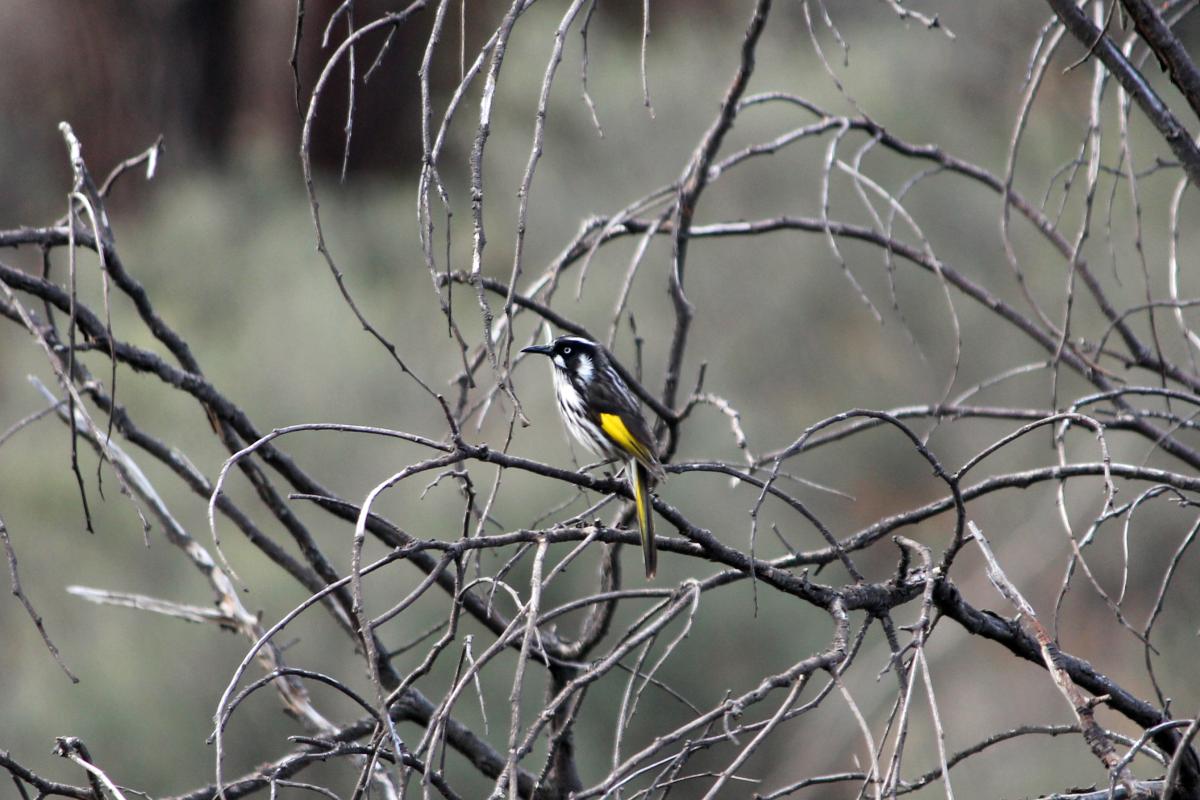 New Holland Honeyeater (Phylidonyris novaehollandiae)