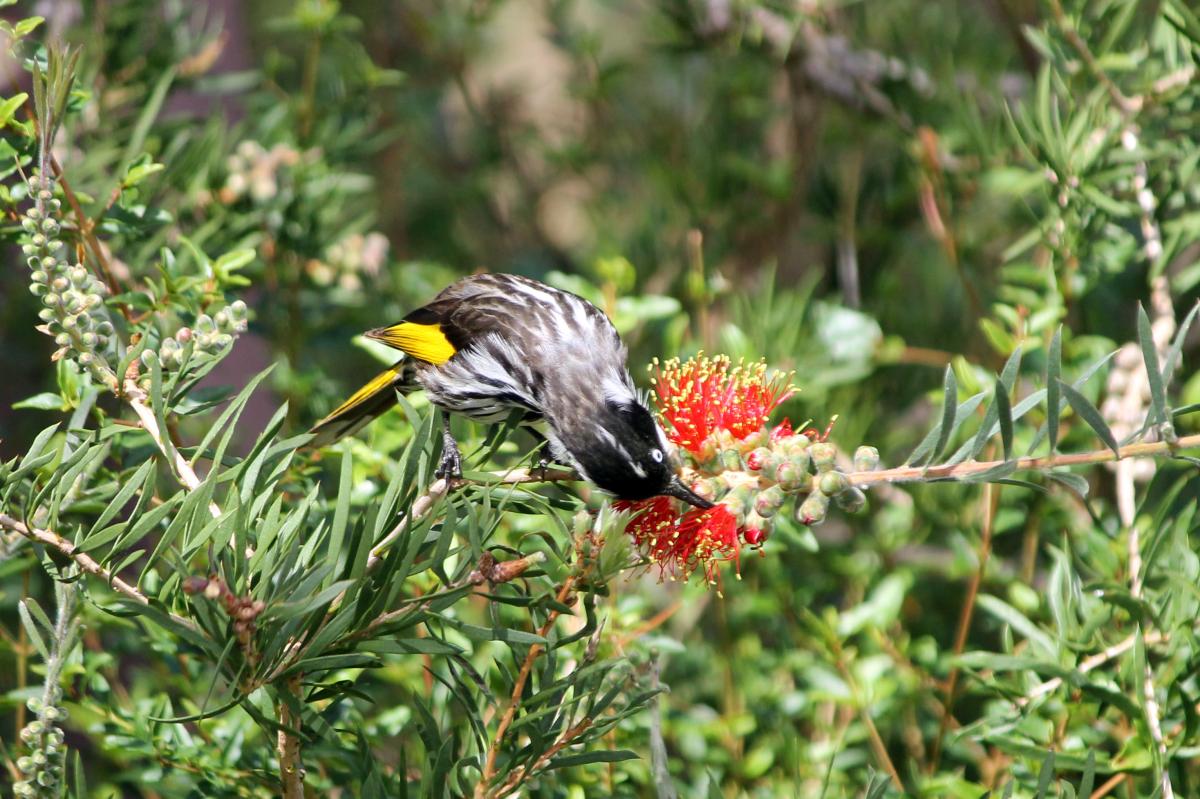 New Holland Honeyeater (Phylidonyris novaehollandiae)