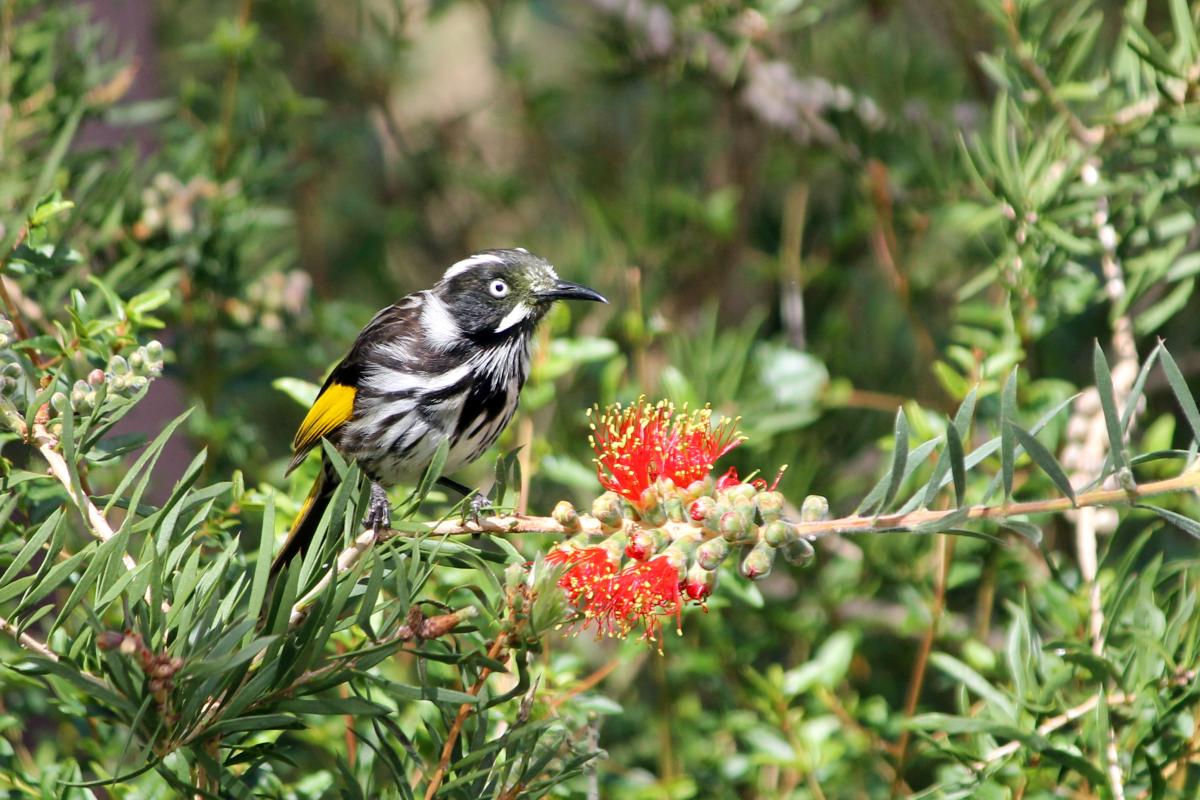 New Holland Honeyeater (Phylidonyris novaehollandiae)