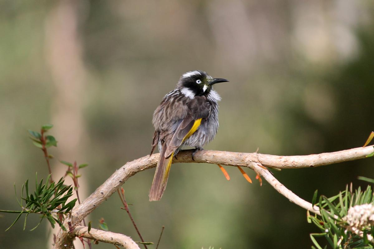 New Holland Honeyeater (Phylidonyris novaehollandiae)