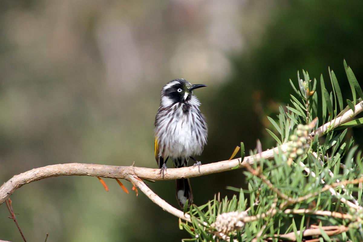 New Holland Honeyeater (Phylidonyris novaehollandiae)