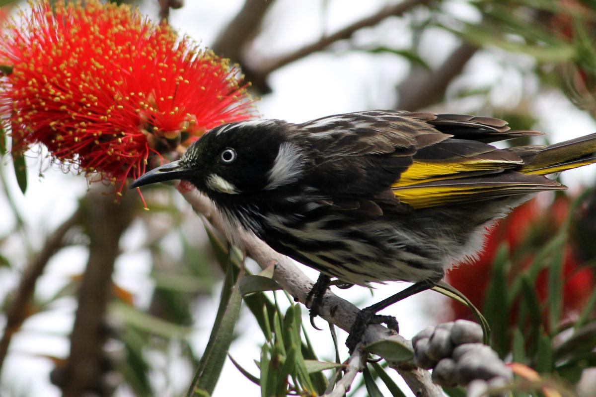 New Holland Honeyeater (Phylidonyris novaehollandiae)