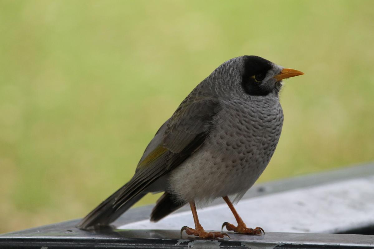 Noisy Miner (Manorina melanocephala)