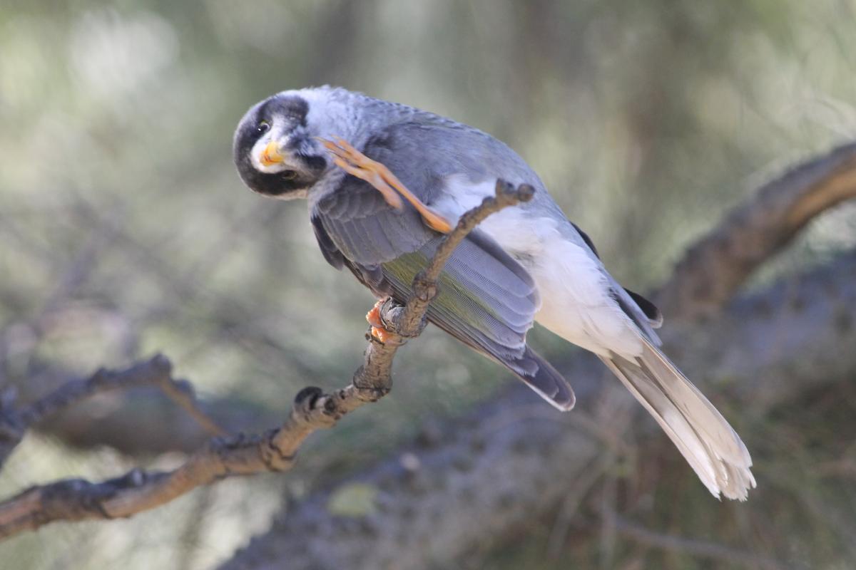 Noisy Miner (Manorina melanocephala)