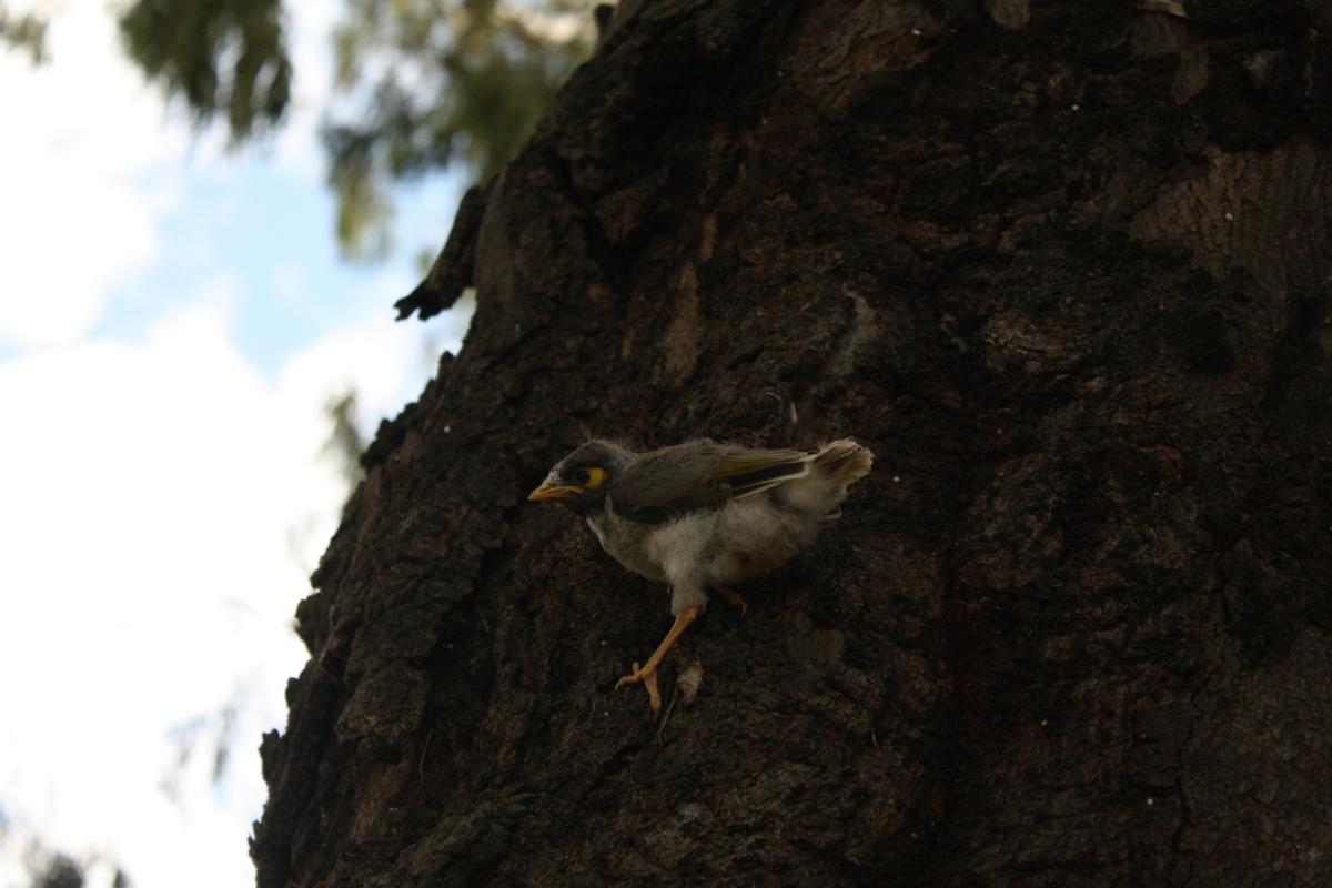 Noisy Miner (Manorina melanocephala)