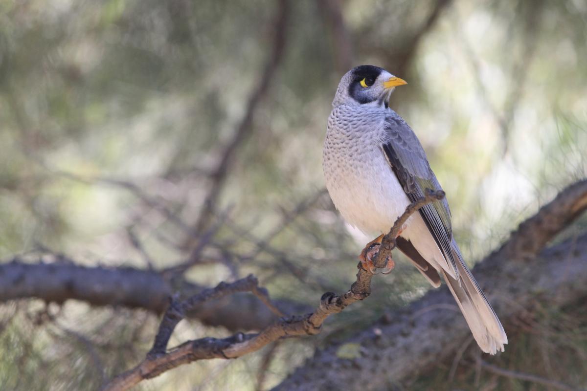 Noisy Miner (Manorina melanocephala)