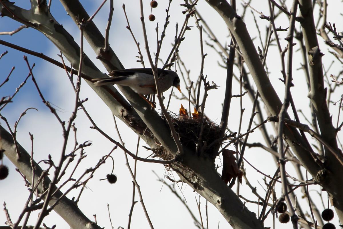 Noisy Miner (Manorina melanocephala)