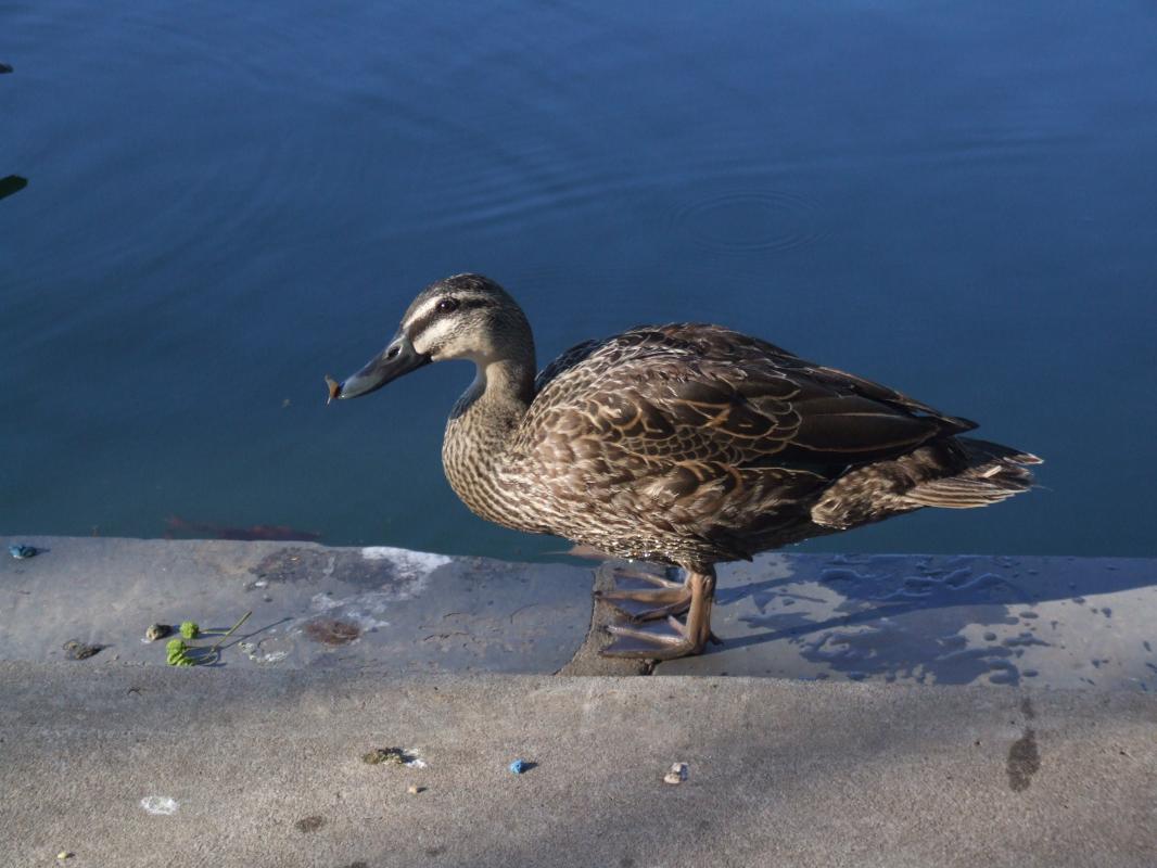 Pacific Black Duck (Anas superciliosa)