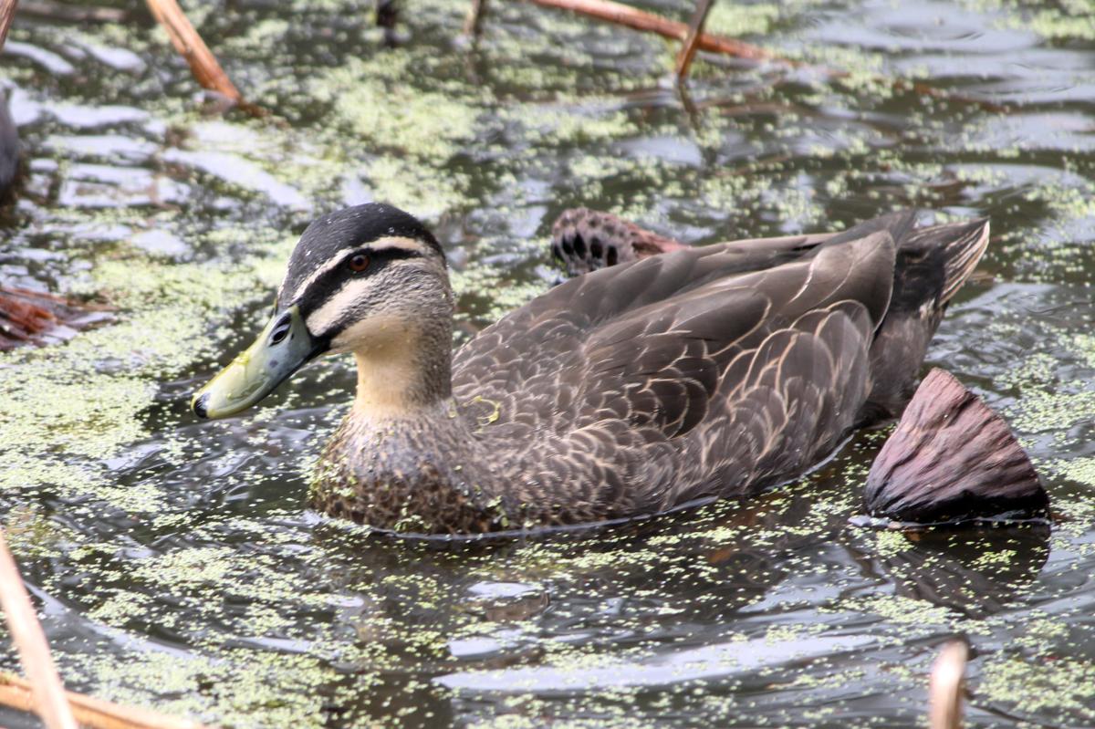 Pacific Black Duck (Anas superciliosa)