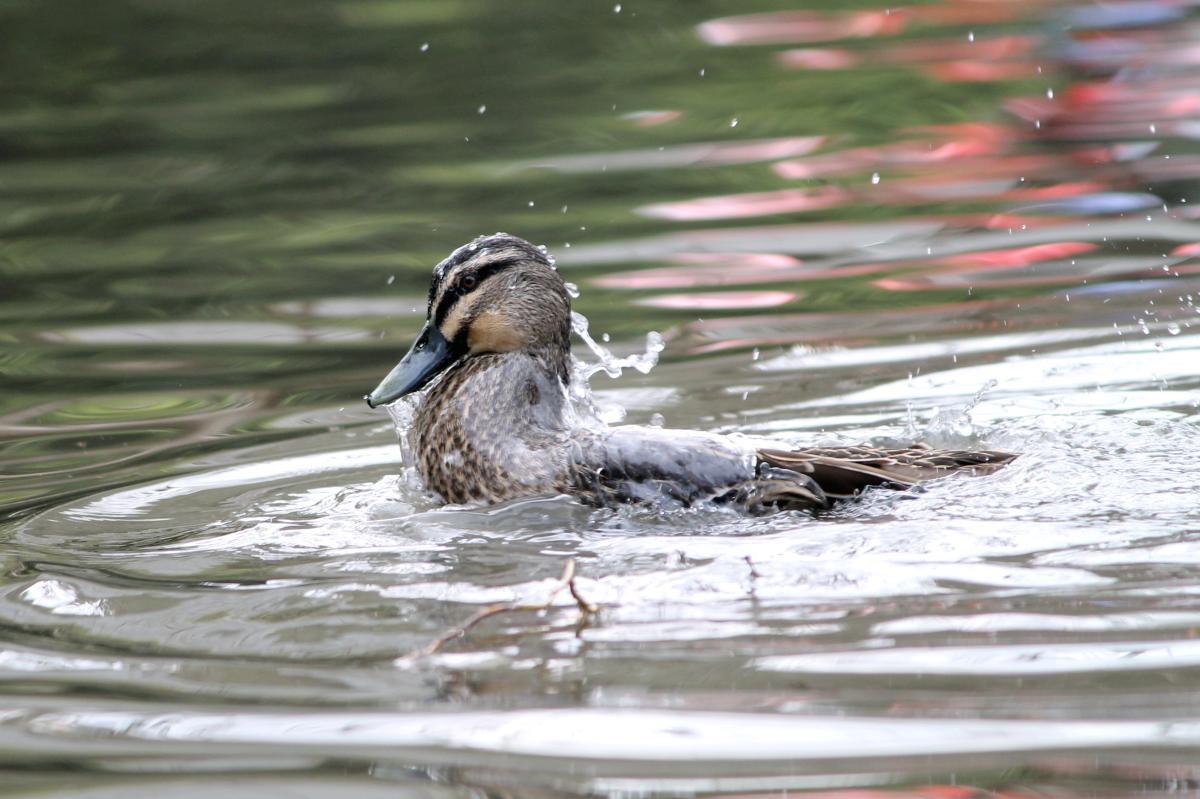 Pacific Black Duck (Anas superciliosa)