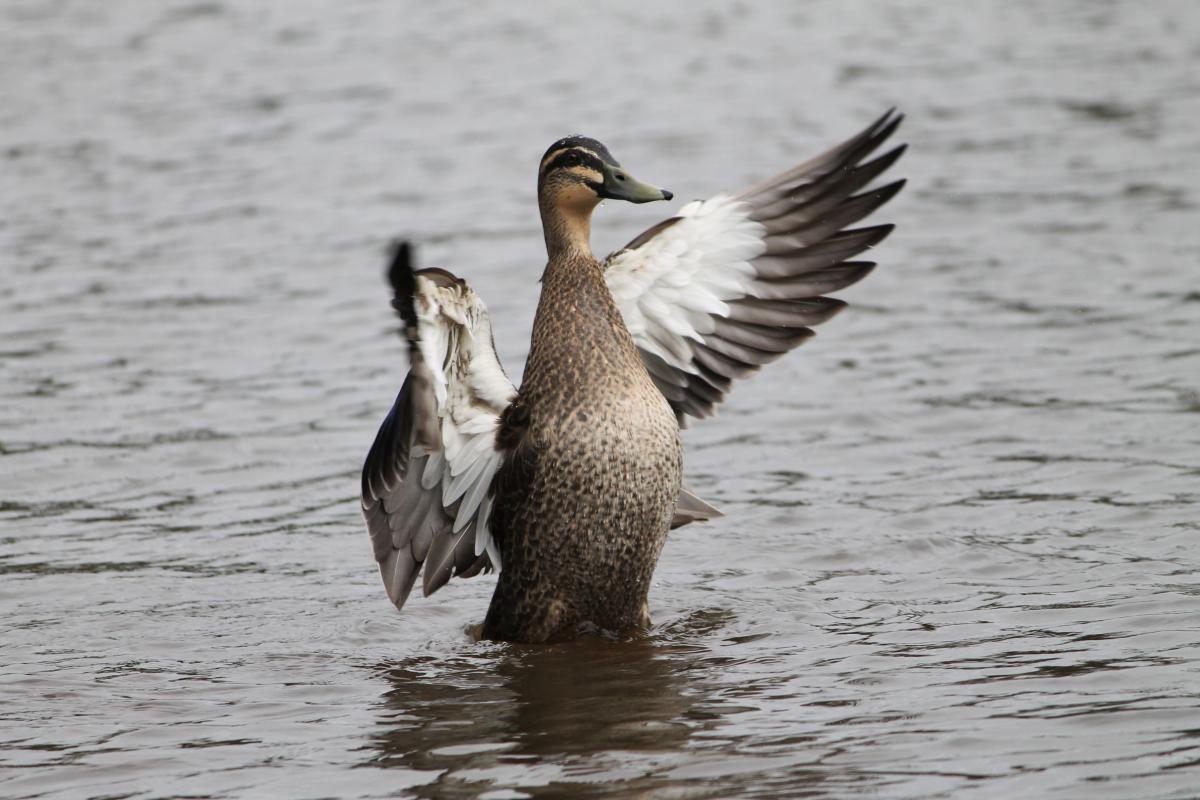 Pacific Black Duck (Anas superciliosa)