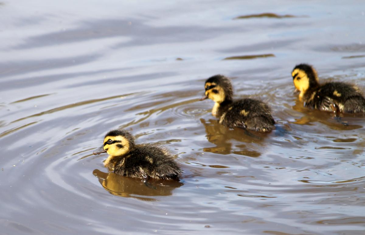 Pacific Black Duck (Anas superciliosa)