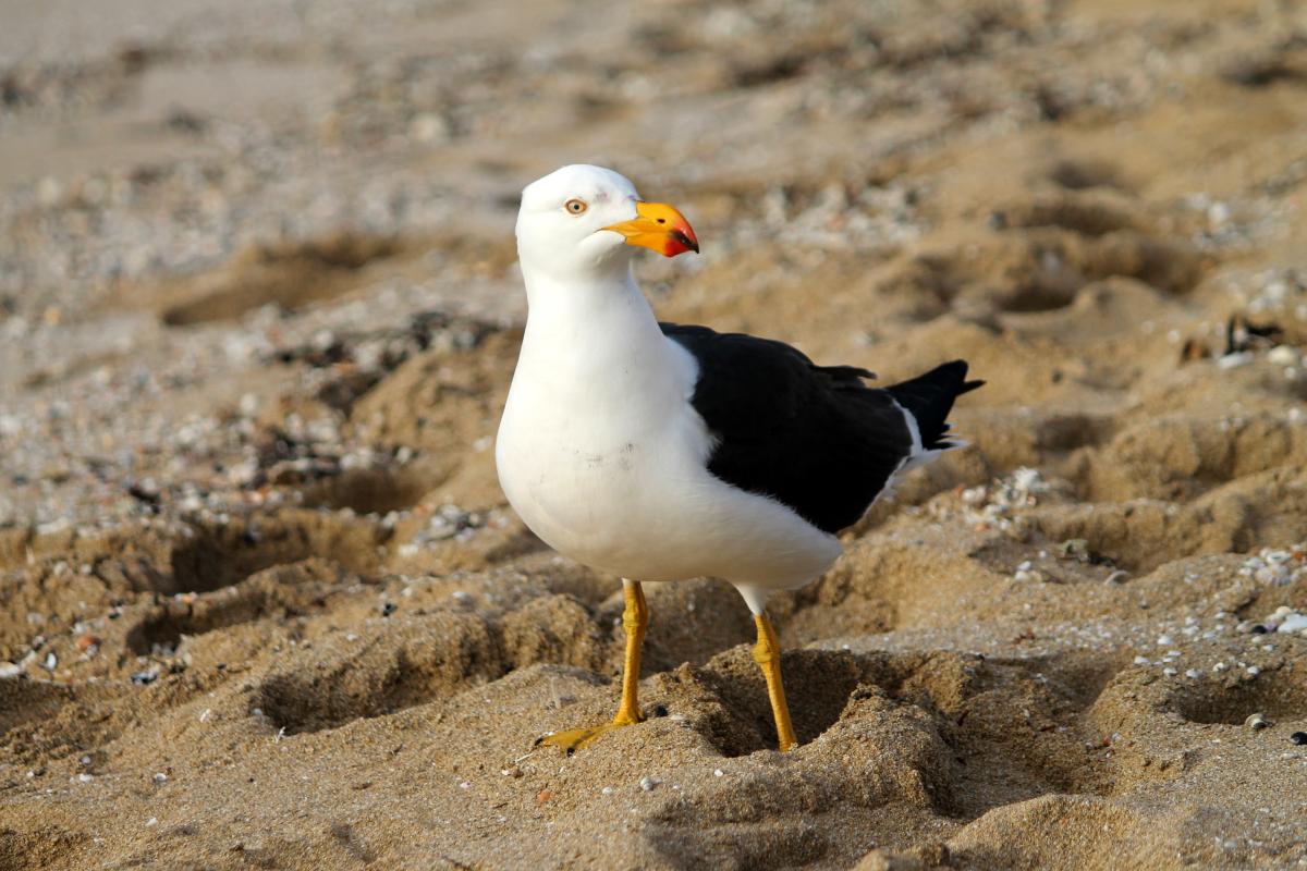 Pacific Gull (Larus pacificus)