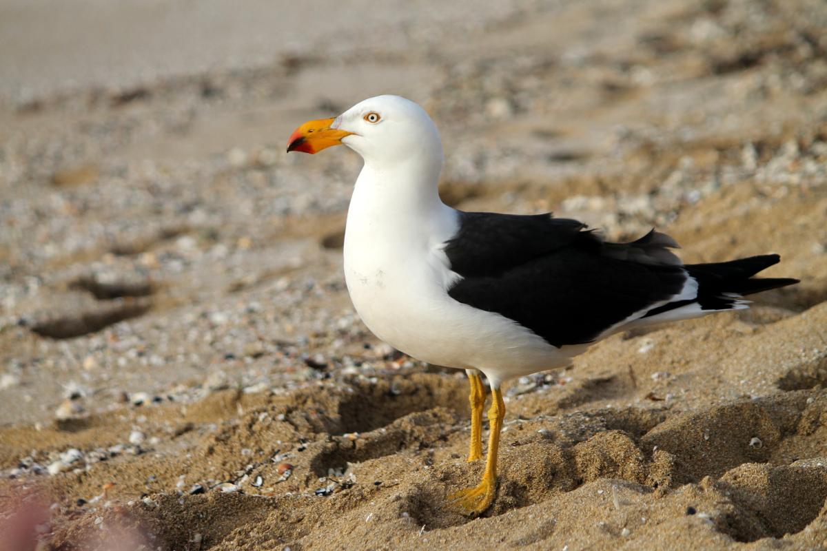 Pacific Gull (Larus pacificus)