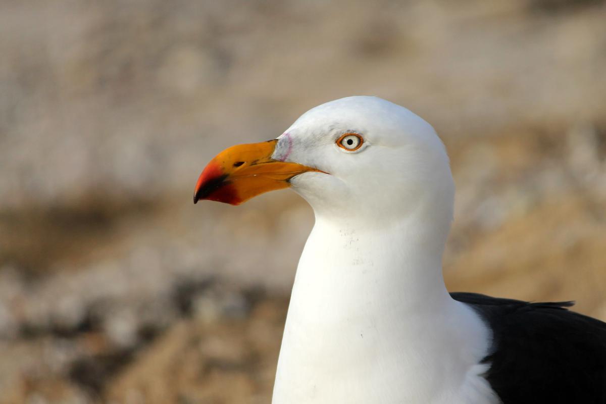 Pacific Gull (Larus pacificus)