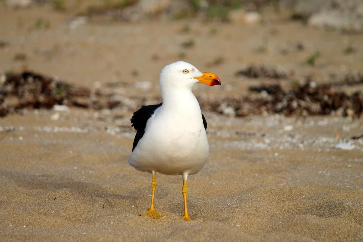 Pacific Gull (Larus pacificus)