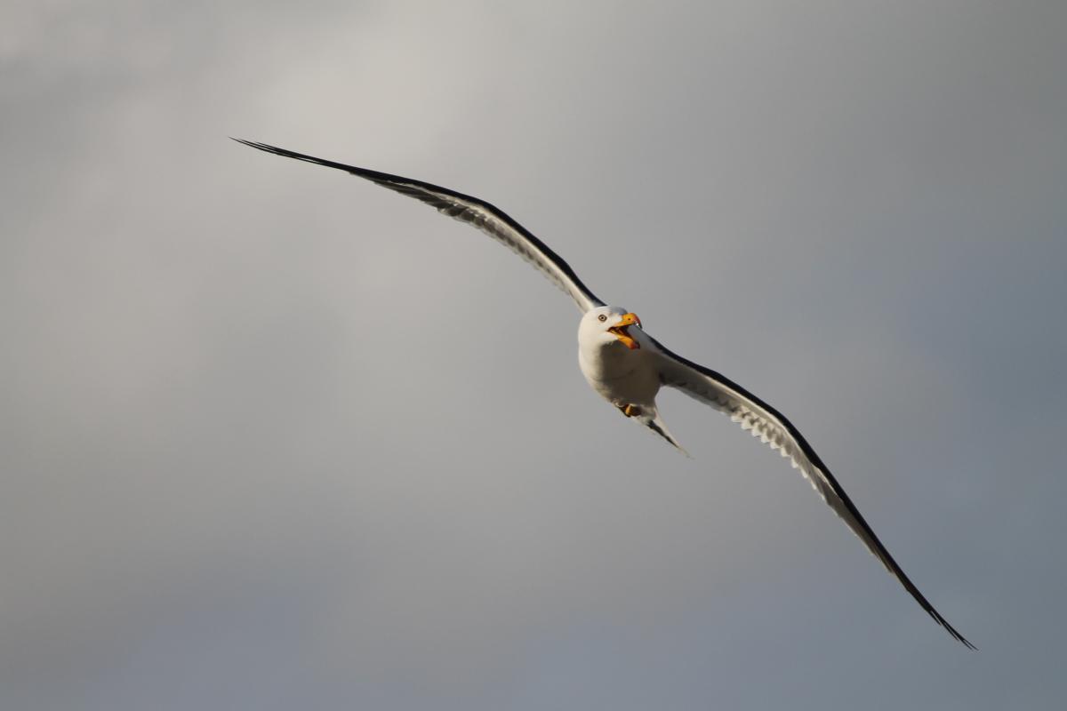 Pacific Gull (Larus pacificus)