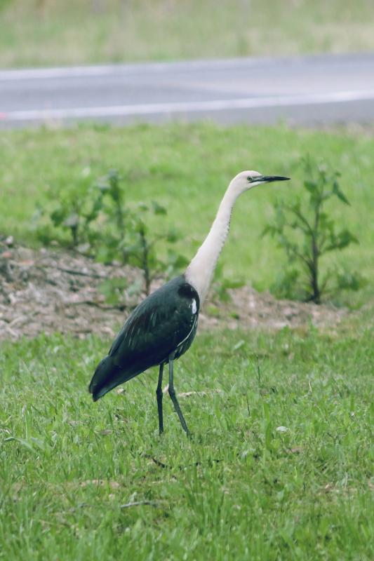 White-necked Heron (Ardea pacifica)