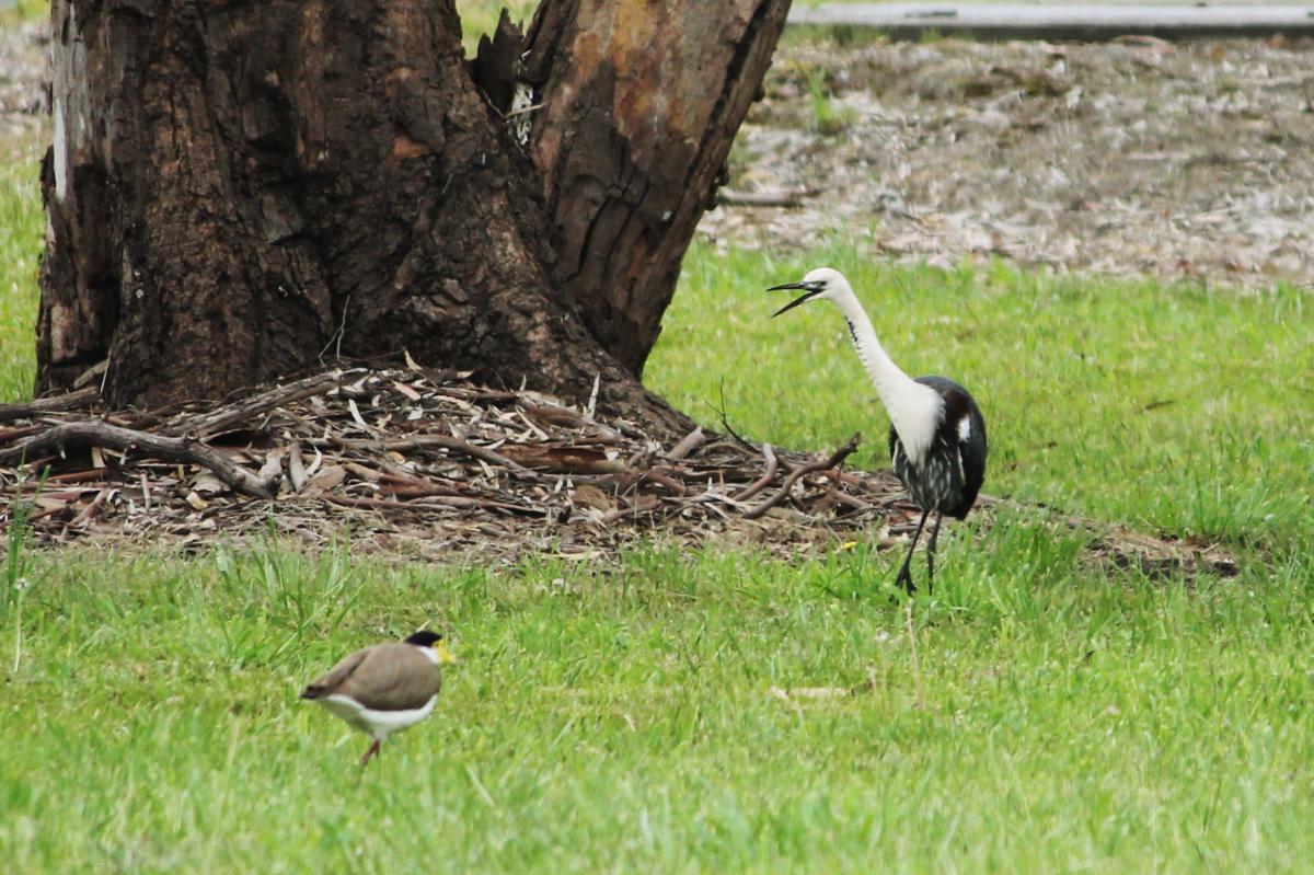 White-necked Heron (Ardea pacifica)