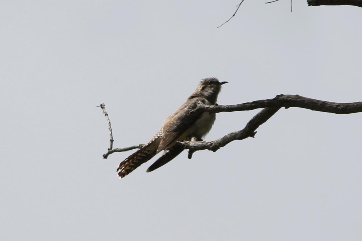 Pallid cuckoo (Cacomantis pallidus)