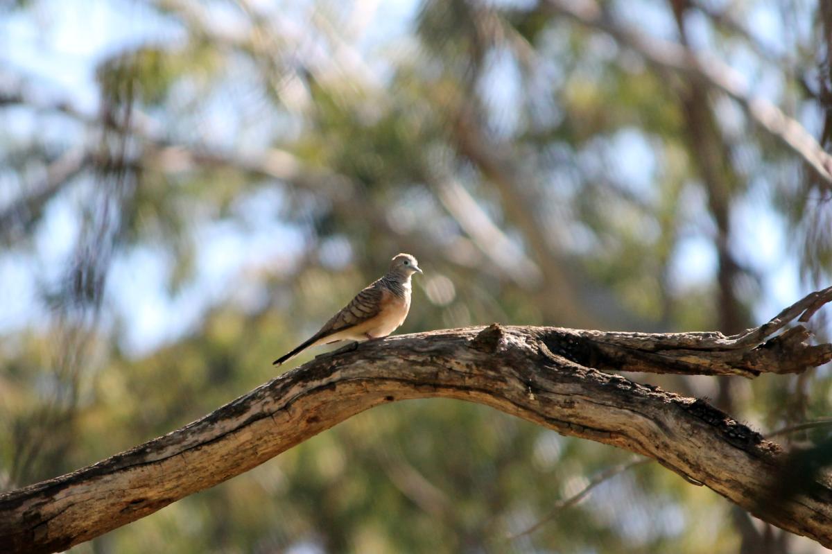 Peaceful Dove (Geopelia placida)