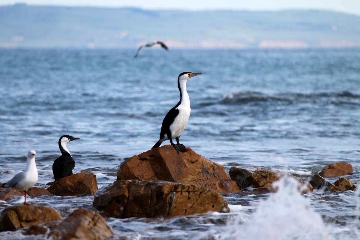 Australian Pied Cormorant (Phalacrocorax varius)