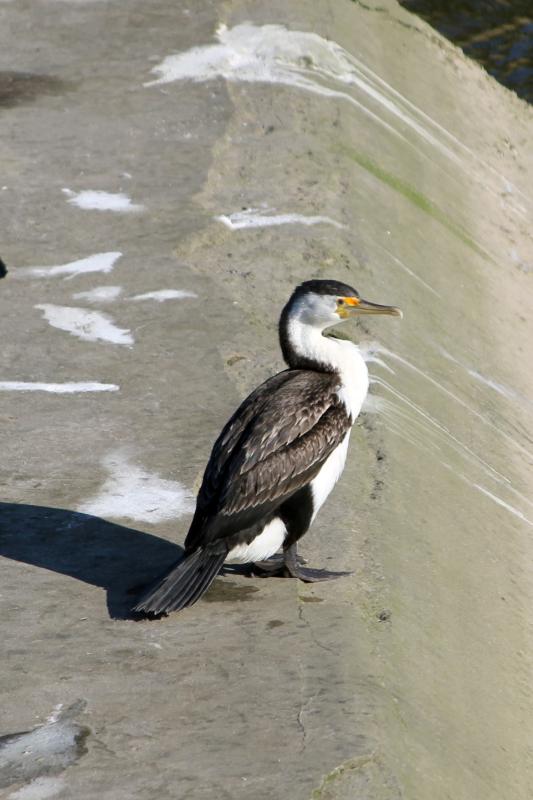 Australian Pied Cormorant (Phalacrocorax varius)