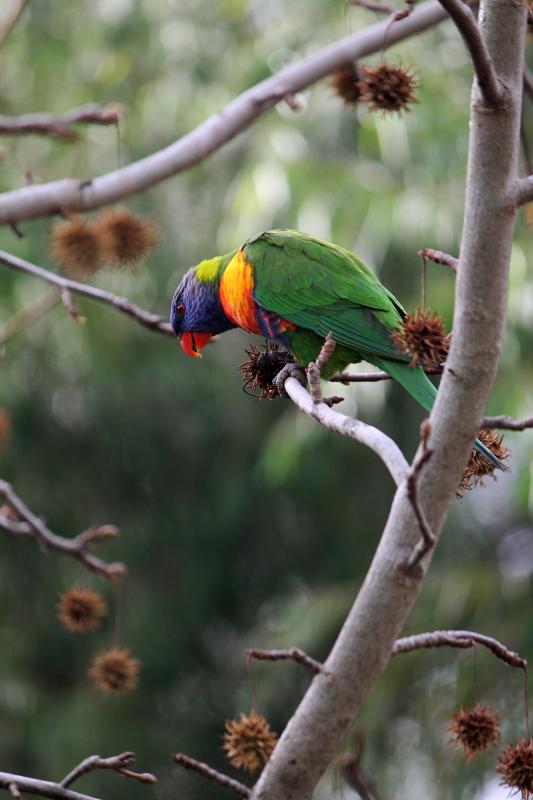 Rainbow Lorikeet (Trichoglossus haematodus)