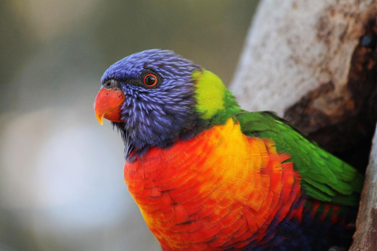 Rainbow Lorikeet (Trichoglossus haematodus)