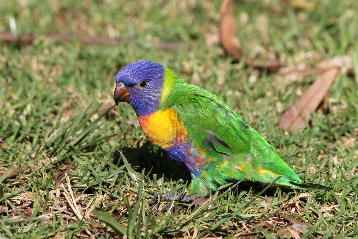 Rainbow Lorikeet (Trichoglossus haematodus)