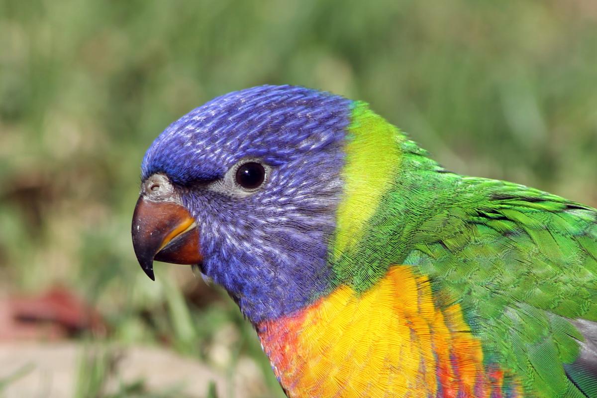 Rainbow Lorikeet (Trichoglossus haematodus)