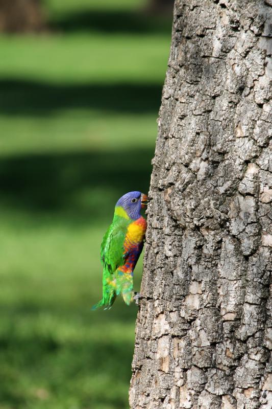 Rainbow Lorikeet (Trichoglossus haematodus)