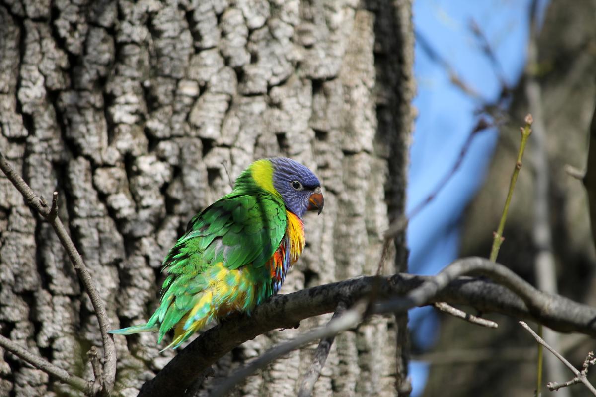 Rainbow Lorikeet (Trichoglossus haematodus)