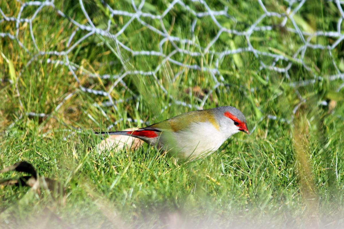 Red-browed Finch (Neochmia temporalis)