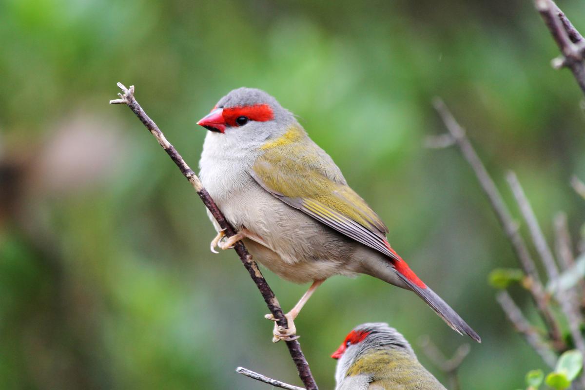 Red-browed Finch (Neochmia temporalis)