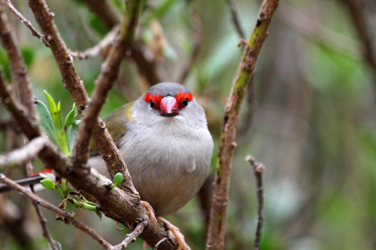 Red-browed Finch (Neochmia temporalis)