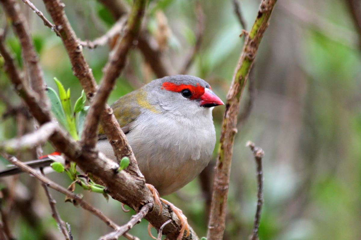 Red-browed Finch (Neochmia temporalis)